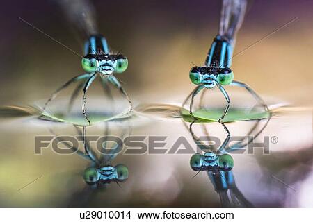 Picture - Two damselflies on leaves reflected in the pond water.. Fotosearch