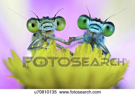 Stock Photography - Two damselflies on wild flower.. Fotosearch