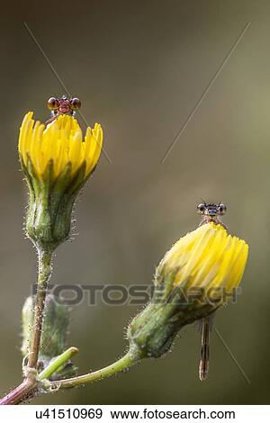 Stock Photo - Two damselflies on yellow flowers.. Fotosearch