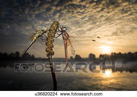 Picture - Two dragonflies on a plant stem at sunrise.. Fotosearch