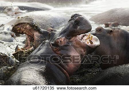 Stock Photography - Two hippopotamuses fighting in the water. Serengeti, Tanzania.. Fotosearch