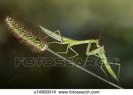 Two male praying mantis on a plant stem. View Large Photo Image Picture - Two male praying mantis on a plant stem.. Fotosearch