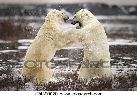 Two polar bears fighting. Churchill, Canada. View Large Photo Image Stock Image - Two polar bears fighting. Churchill, Canada.. Fotosearch
