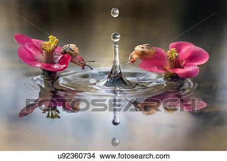 Two small snails on pink flowers in the water with falling droplet. View Large Photo Image Picture - Two small snails on pink flowers in the water with falling droplet.. Fotosearch