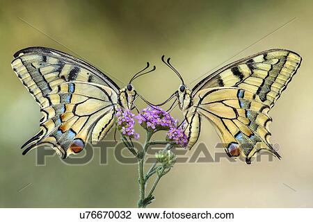 Two swallowtail butterflies on a flower. View Large Photo Image Stock Image - Two swallowtail butterflies on a flower.. Fotosearch