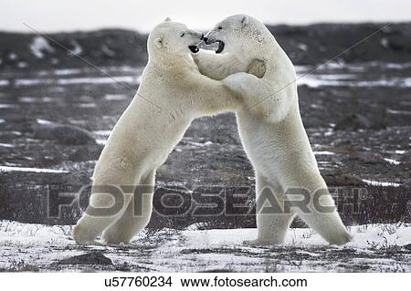 Two young polar bears fighting. Churchill, Canada. View Large Photo Image Picture - Two young polar bears fighting. Churchill, Canada.. Fotosearch