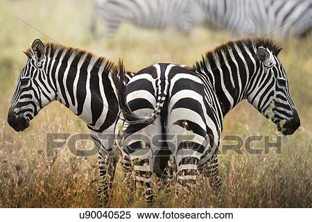 Two zebras, Serengeti, Tanzania. View Large Photo Image Stock Photography - Two zebras, Serengeti, Tanzania.. Fotosearch