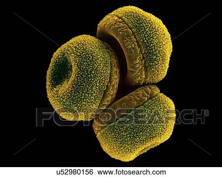 Stock Photograph - Waterlily pollen (Nymphaea mexicana), coloured scanning electron micrograph (SEM). Nymphaea mexicana is a species of aquatic plant in the family Nymphaeaceae. It is native to the Southern United States and Mexico. Common names include: yellow.... Fotosearch