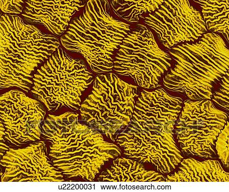 Stock Image - Wild mustard flower petal surface (Brassica kaber), coloured scanning electron micrograph (SEM). Individual cells show an elaborate surface texture. Wild mustard pollen (Brassica kaber) is a herbaceous flowering plant (also known as charlock or field.... Fotosearch