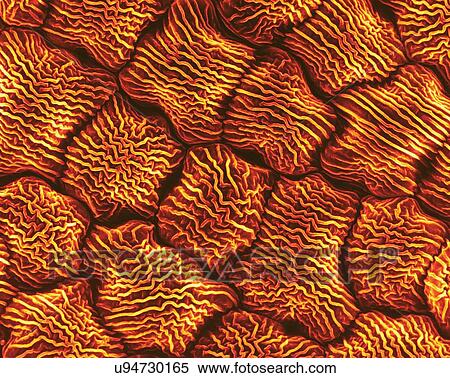 Stock Photography - Wild mustard flower petal surface (Brassica kaber), coloured scanning electron micrograph (SEM). Individual cells show an elaborate surface texture. Wild mustard pollen (Brassica kaber) is a herbaceous flowering plant (also known as charlock or field.... Fotosearch