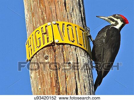 Woodpecker View Large Photo Image Stock Image - Woodpecker. Fotosearch