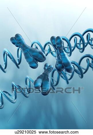 Stock Photography - X chromosomes and dna strand, illustration.. Fotosearch