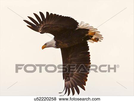 Bald Eagle View Large Photo Image Stock Photo - Bald Eagle. Fotosearch