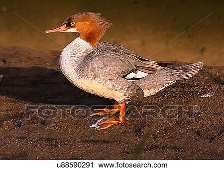 Stock Image - Duck. Fotosearch