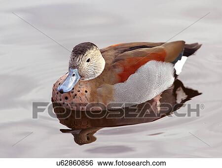 Stock Photograph - Duck. Fotosearch