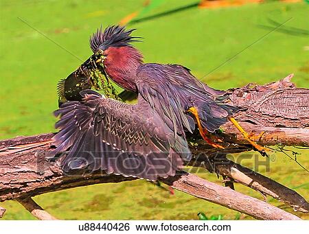 Green Heron View Large Photo Image Stock Photograph - Green Heron. Fotosearch