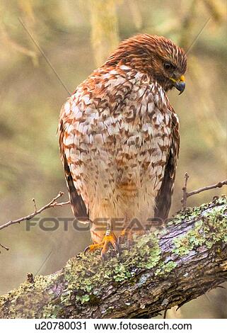 Hawk View Large Photo Image Stock Image - Hawk. Fotosearch