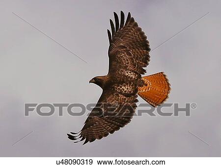 Stock Photo - Hawk. Fotosearch