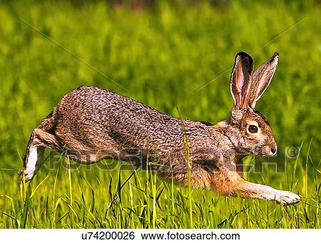 Stock Photograph - Jack Rabbit. Fotosearch