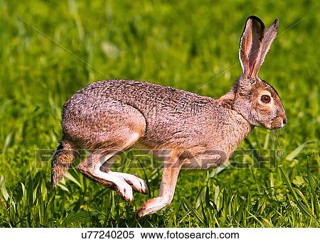 Jack Rabbit View Large Photo Image Stock Photography - Jack Rabbit. Fotosearch