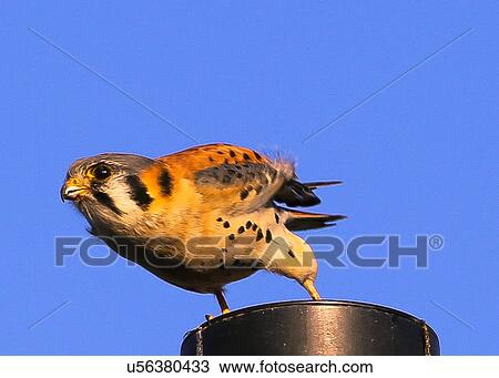 Kestrel View Large Photo Image Stock Image - Kestrel. Fotosearch