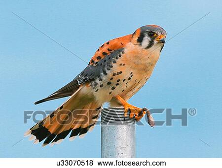 Kestrel View Large Photo Image Stock Photo - Kestrel. Fotosearch