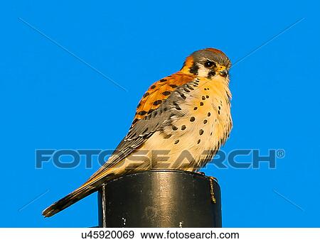 Stock Photo - Kestrel. Fotosearch