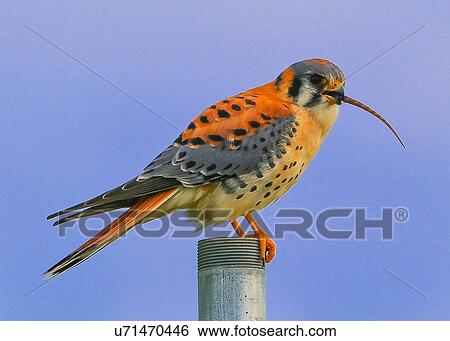 Kestrel View Large Photo Image Stock Photograph - Kestrel. Fotosearch