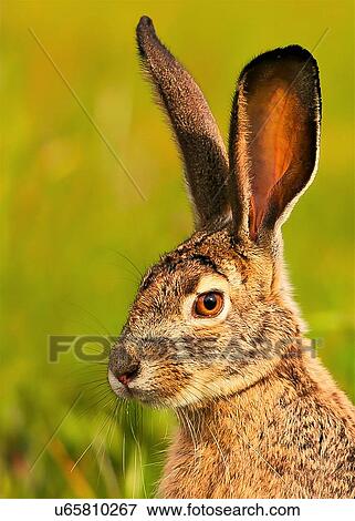 Rabbit View Large Photo Image Stock Photo - Rabbit. Fotosearch