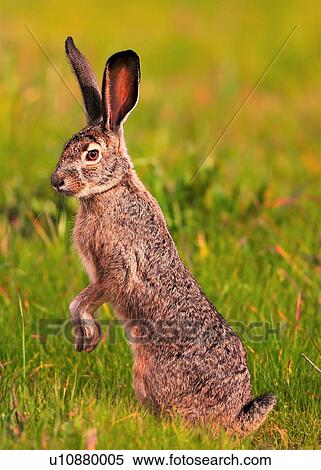 Rabbit View Large Photo Image Stock Photography - Rabbit. Fotosearch