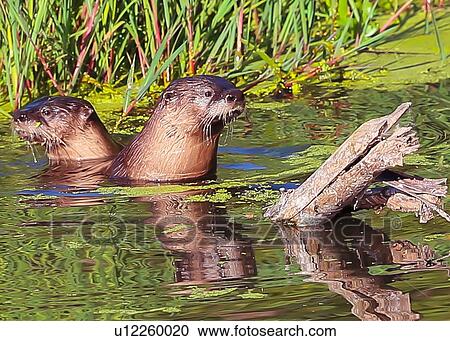 Stock Image - River Otters. Fotosearch