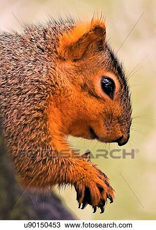Stock Image - Squirrel. Fotosearch