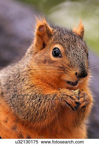 Stock Photography - Squirrel. Fotosearch