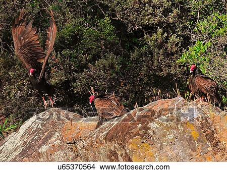 Picture - Vultures. Fotosearch