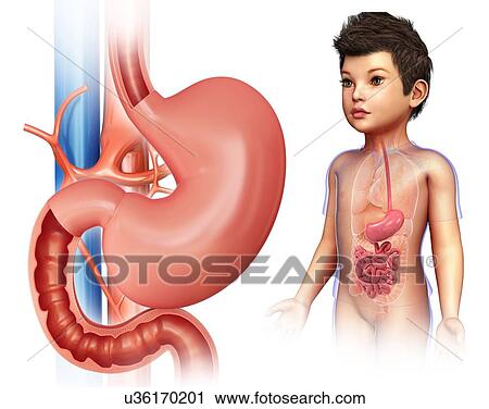 子供 胃 そして 腸 イラスト ストックイメージ U36170201