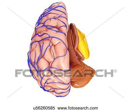 脳 静脈 そして 解剖学 イラスト ストックフォト 写真素材 U Fotosearch