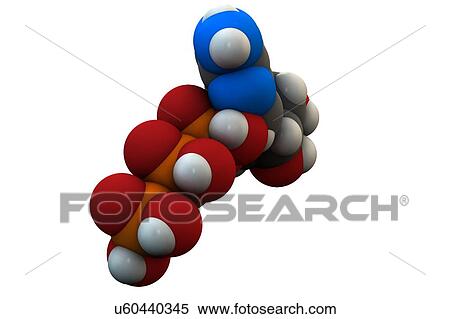 Adenosine triphosphate molecule View Large Photo Image Stock Photography - Adenosine triphosphate molecule. Fotosearch