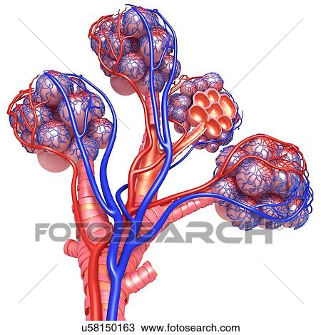 Stock Image - Alveoli and capillaries, illustration. Fotosearch