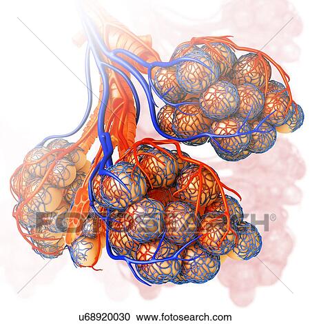 Stock Image - Alveoli and capillaries, illustration. Fotosearch