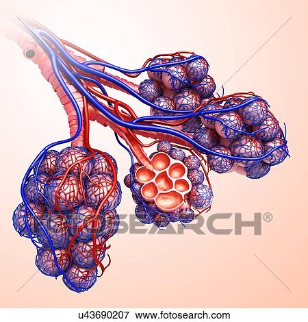 Stock Photo - Alveoli and capillaries, illustration. Fotosearch