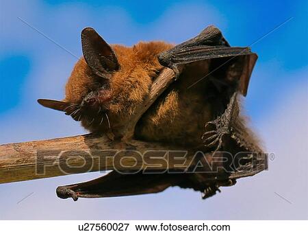 Stock Photo - Bat. Fotosearch