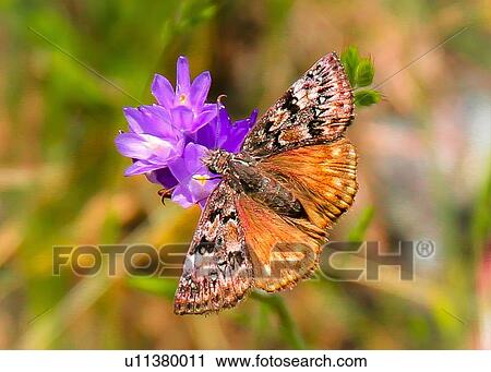 Butterfly View Large Photo Image Stock Image - Butterfly. Fotosearch