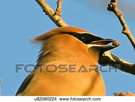 Picture - Cedar Waxwing. Fotosearch