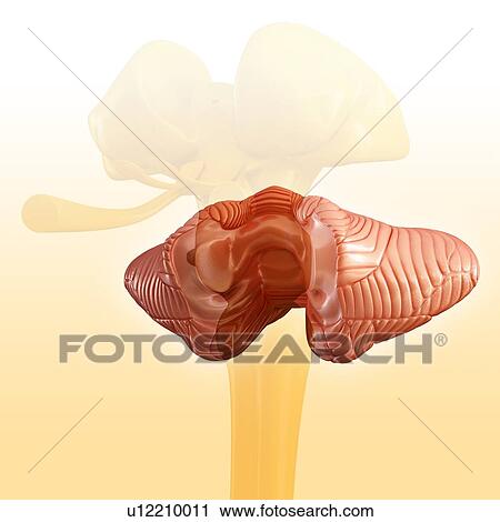 Stock Image - Cerebellum, illustration. Fotosearch