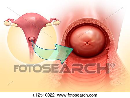 Stock Image - Cervix anatomy, illustration. Fotosearch