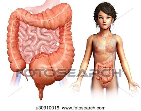 Stock Photography - Child with mega colon, illustration. Fotosearch