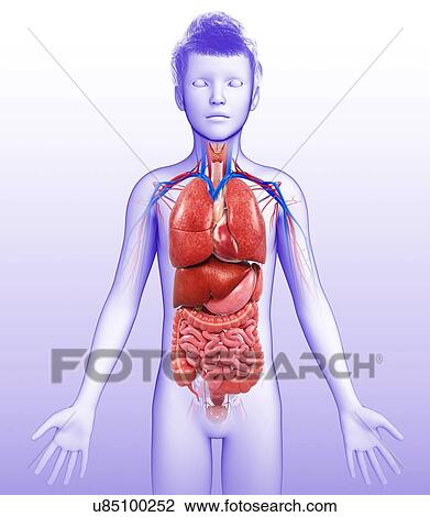 Stock Image - Child's body organs, illustration. Fotosearch