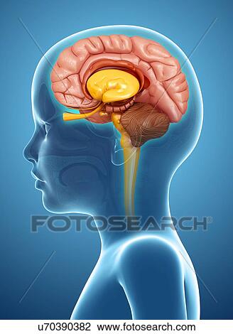 Child's brain anatomy, illustration View Large Photo Image Stock Image - Child's brain anatomy, illustration. Fotosearch