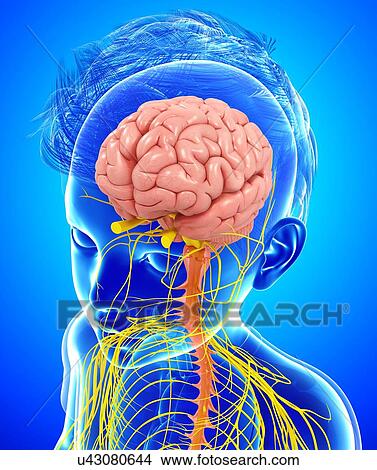 Child's brain and nervous system, illustration View Large Photo Image Picture - Child's brain and nervous system, illustration. Fotosearch