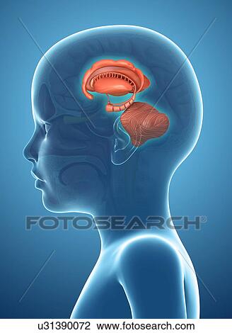 Stock Image - Child's brain structures, illustration. Fotosearch
